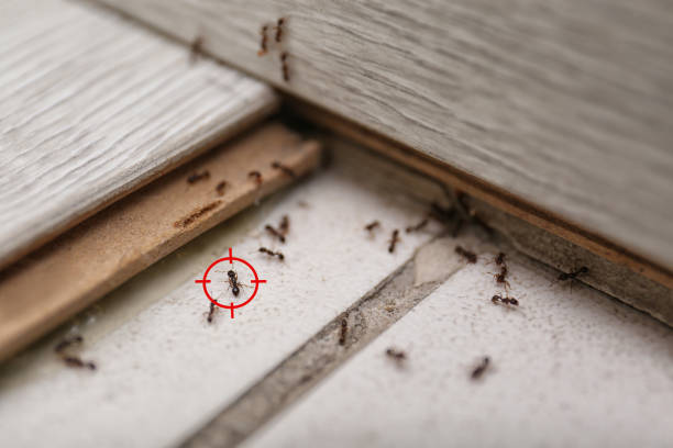 Best Residential Pest Control  in Clairton, PA