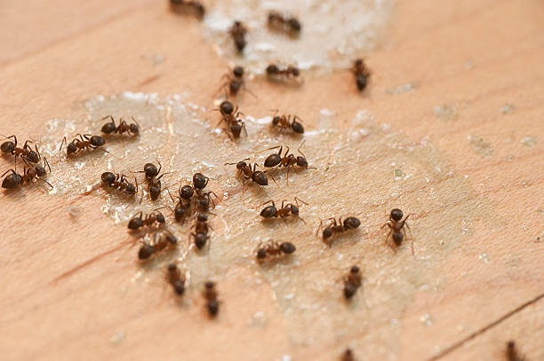 Best Pest Control for Restaurants  in Clairton, PA